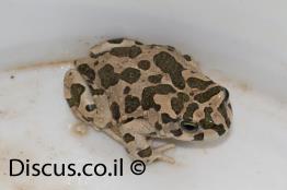 קרפדה-ירוקה