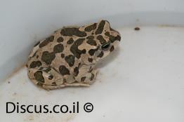 קרפדה-ירוקה