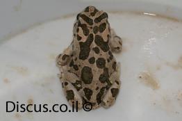 קרפדה-ירוקה