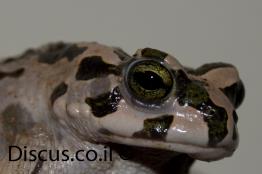 קרפדה-ירוקה