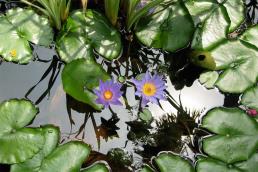 נימפאה כחולה