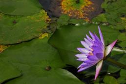 נימפאה כחולה