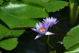 נימפאה כחולה