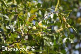 שיזף-תרבותי