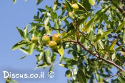 שיזף תרבותי
