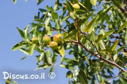 שיזף-תרבותי