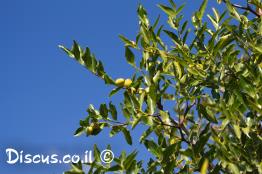 שיזף-תרבותי