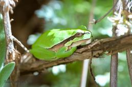 אילנית מצויה
