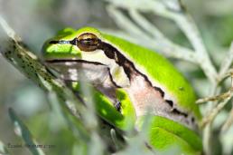 אילנית מצויה