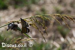 דנאית-הדורה