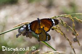 דנאית-הדורה