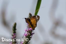 דנאית-הדורה