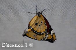 דנאית-הדורה