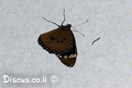 דנאית-הדורה