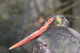 חסידה-שחורה