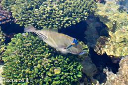 פיקסון ים סופי