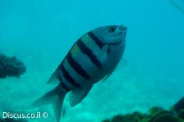 דפדוף-הפסים