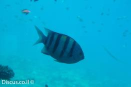 דפדוף-הפסים