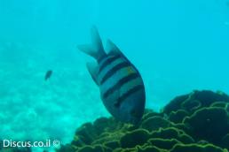 דפדוף הפסים