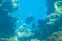 דפדוף-הפסים