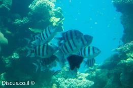 דפדוף-הפסים