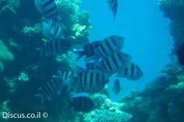 דפדוף הפסים