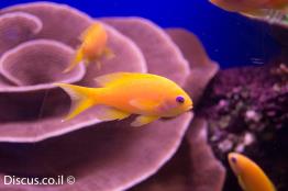 פזית-ים-סוף