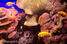 פזית ים סוף