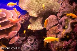 פזית-ים-סוף