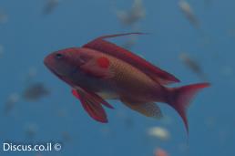 פזית ים סוף