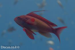 פזית-ים-סוף