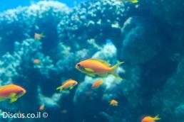 פזית ים סוף