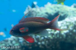 פזית-ים-סוף