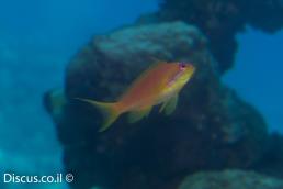 פזית ים סוף