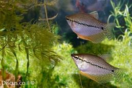 גורמי פנינה