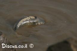 קרפיון מצוי