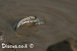 קרפיון-מצוי