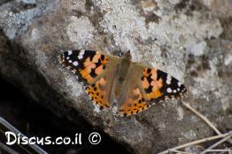 נימפית-החורשף