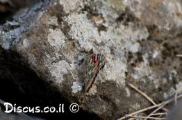 נימפית-החורשף