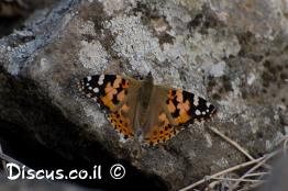 נימפית-החורשף