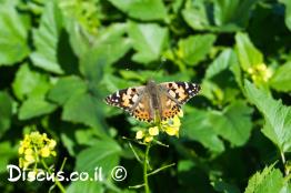 נימפית-החורשף