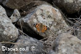 נימפית-החורשף