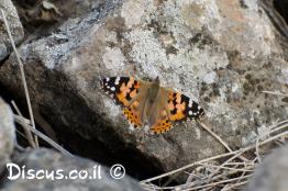 נימפית-החורשף