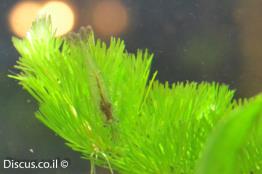 שרימפס-דנטיקולה