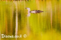 צוללן אדום גרון