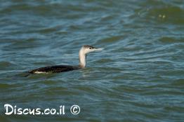 צוללן-אדום-גרון