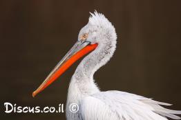 שקנאי-מסולסל