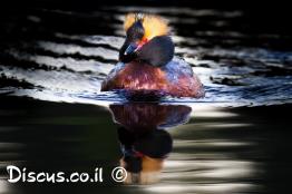 טבלן-לבן-לחיים