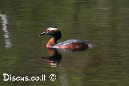 טבלן-לבן-לחיים
