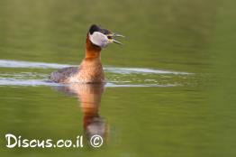 טבלן-אפור-לחיים